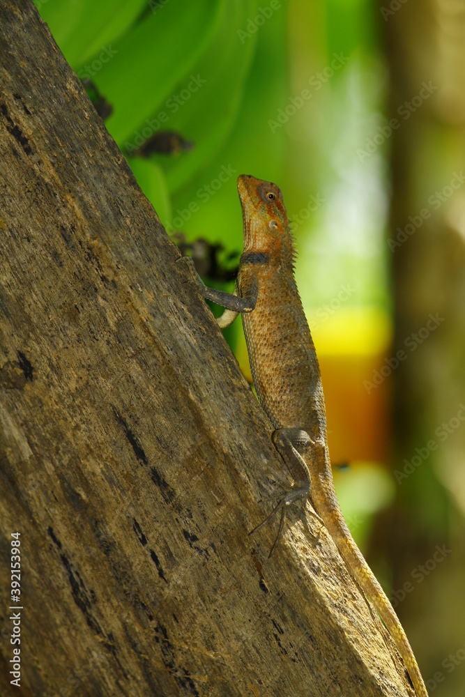 oriental garden lizard on tree trunk