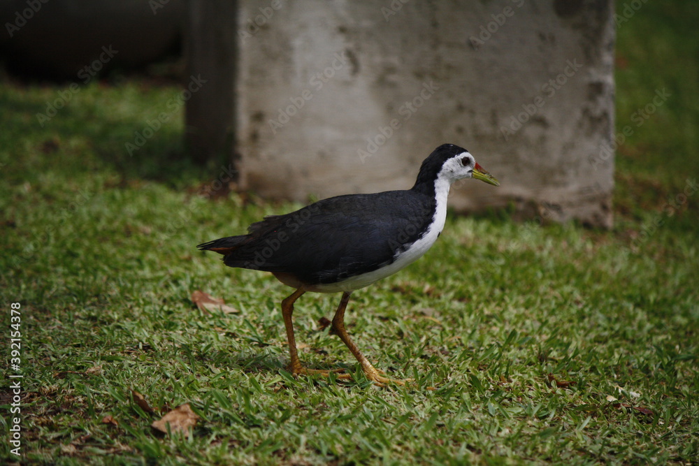 white breasted water hen walking on grass white breasted water hen walking on grass