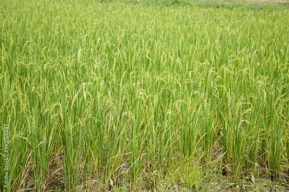 fresh green rice tree in country Thailand fresh green rice tree in country Thailand