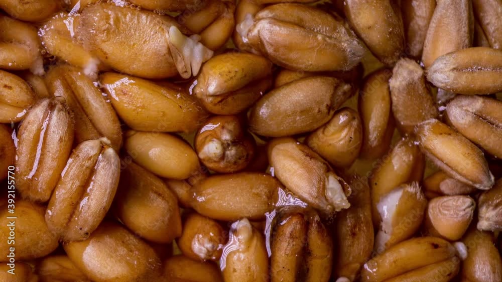 Wheat germination process in time lapse, macro shooting, life start concept Wheat germination process in time lapse, macro shooting, life start concept