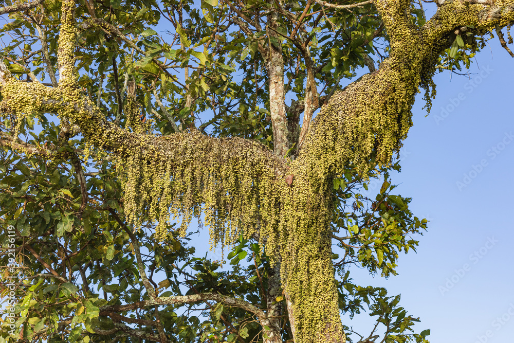 Obraz premium Group of wild orchid plants growing on the tree forest