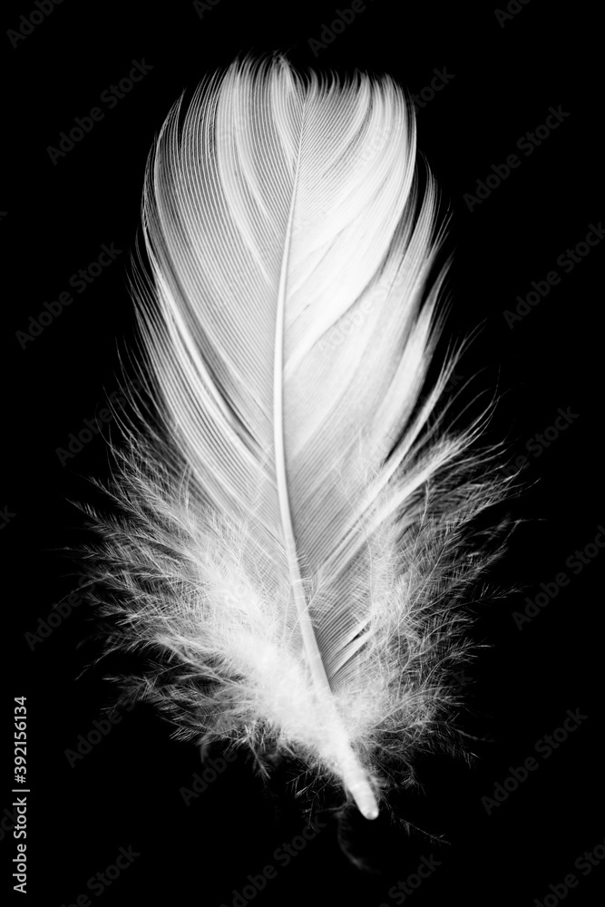 White feather isolated on a black background White feather isolated on a black background