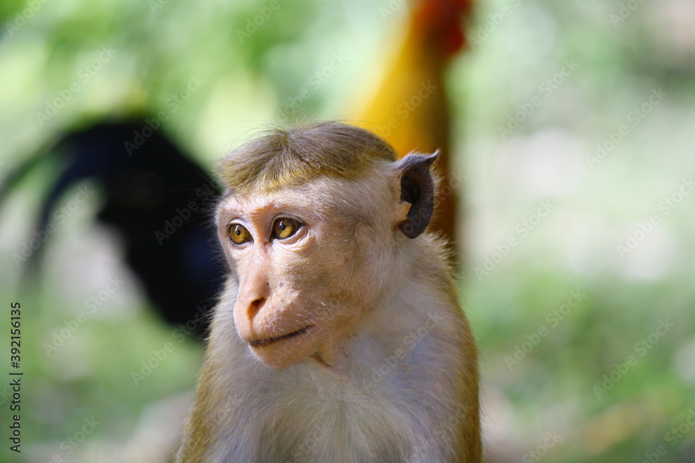 toque macaque monkey looking away with jungle fowl in background toque macaque monkey looking away with jungle fowl in background