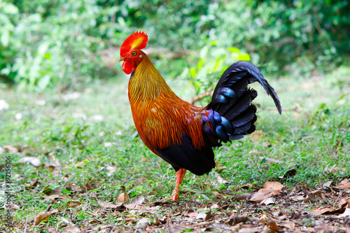Tela male sri lankan jungle fowl stands in open area of jungle