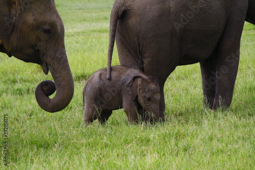 baby sri lankan elephant stands timidly next to her mother photo