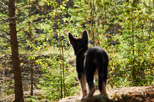 Small German shepherd puppy in a forest in a day. Baby animal walks on nature © keleny