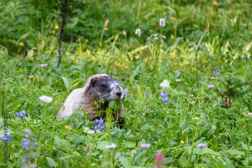 Adorable Hoary Marmot feeding in summer wildflower meadow, Paradise at Mt. Rainier National Park, Washington State, USA
