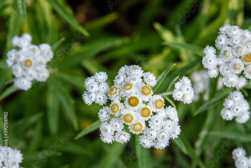 White blooms of Pearly Everlasting against a rock wall, Paradise at Mt. Rainier National Park, Washington State, USA
 photo