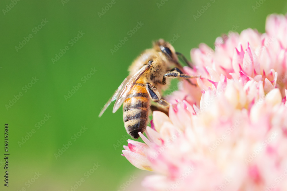 Honey bees collect pollen Spiraea flower. Macro shot. Honey bees collect pollen Spiraea flower. Macro shot.