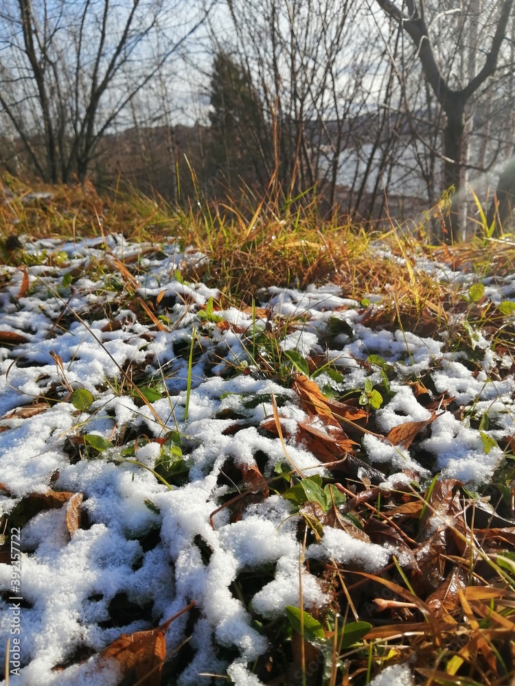 snow grass