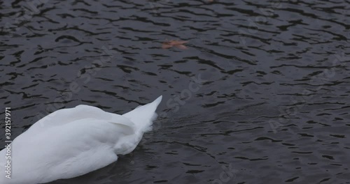 white swan swimming on a pond bank in germany düsseldorf in 4k photo