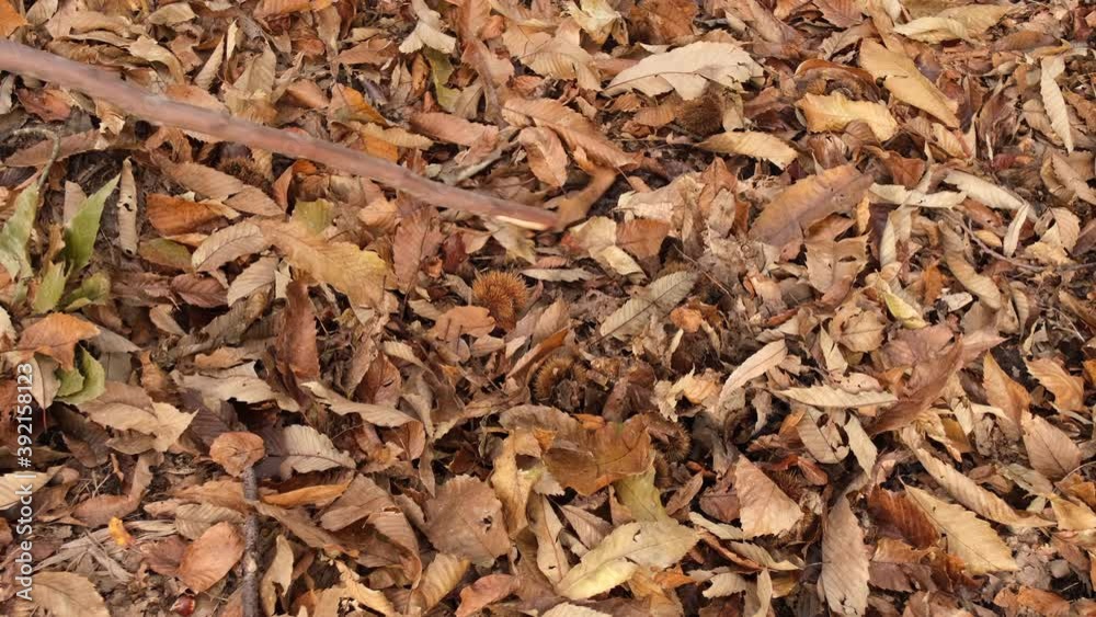 Searching and opening a chestnut shell in the autumn foliage. Searching and opening a chestnut shell in the autumn foliage.