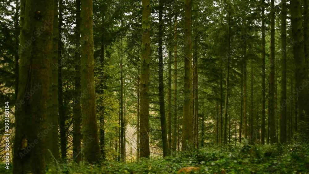 Smooth stabilised shot revealing the woodland Smooth stabilised shot revealing the woodland