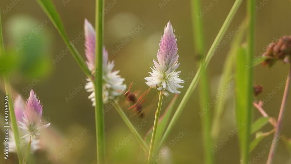 bee in grass finding food .. bee in grass finding food ..