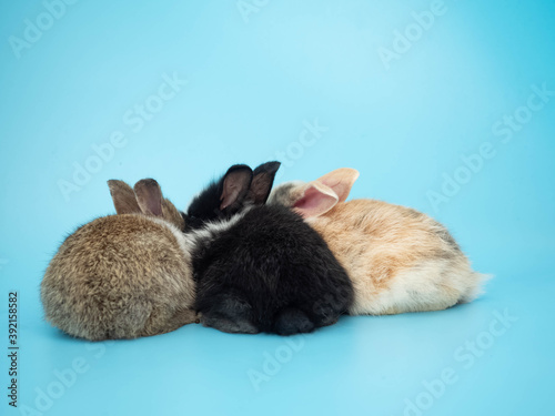 Close up of brown and white rabbit animal small banny easter wear hat is sitting pretty beautiful and funny happy animal have white isolated background copy space	