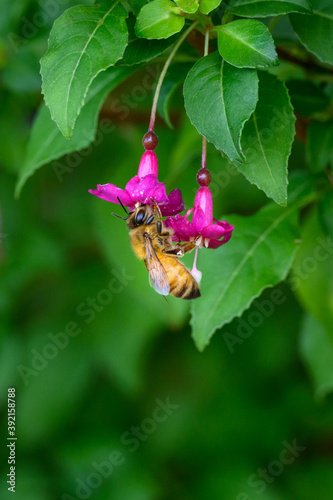 Valokuva Tiny pink fuchsia blooms being pollinated by a honey bee, as a nature background