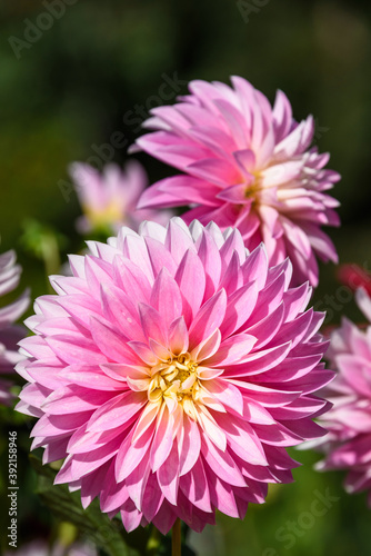 Closeup of cheerful pink dahlias blooming in a garden on a sunny day 