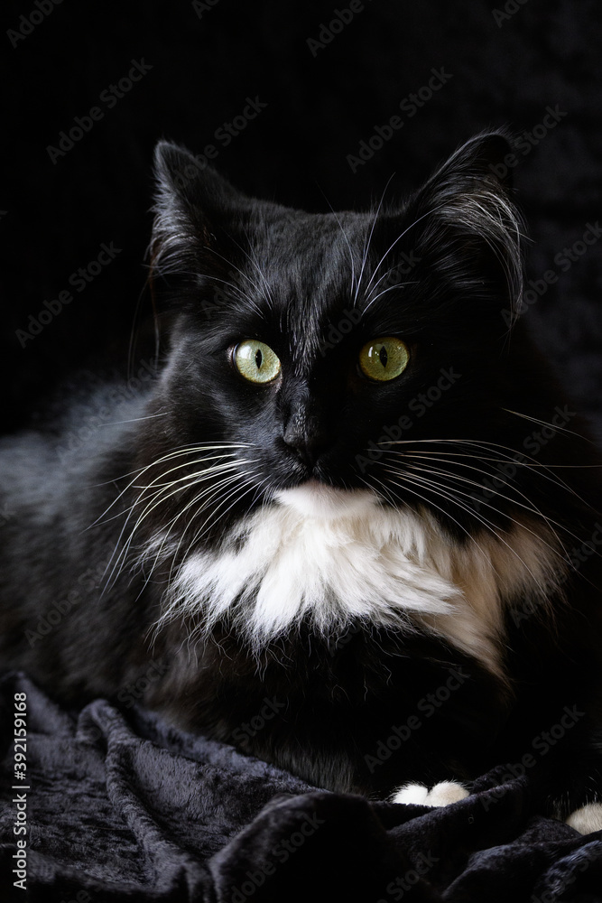 Portrait of a tuxedo colored black and white cat on a black background
