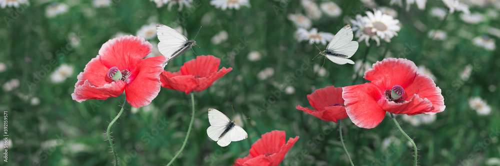 Butterflies fly in a meadow over flowers with red poppies on a dark green background. Beautiful summer natural background. Selective focus.Panorama Butterflies fly in a meadow over flowers with red poppies on a dark green background. Beautiful summer natural background. Selective focus.Panorama