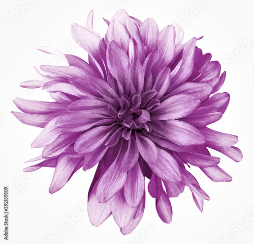 Dahlia  violet flower white  background isolated  with clipping path. Closeup. with no shadows. Nature. © nadezhda F