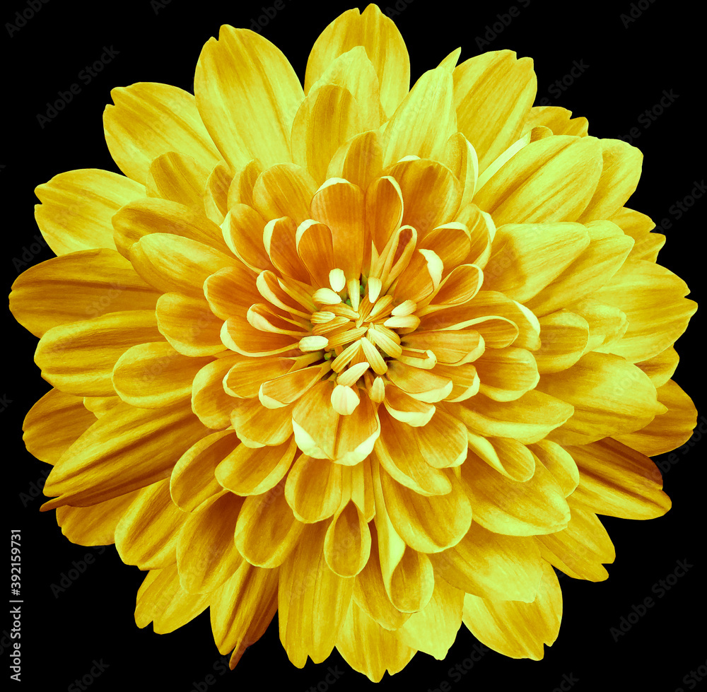 flower yellow chrysanthemum . Flower isolated on the black background. No shadows with clipping path. Close-up. Nature. flower yellow chrysanthemum . Flower isolated on the black background. No shadows with clipping path. Close-up. Nature.