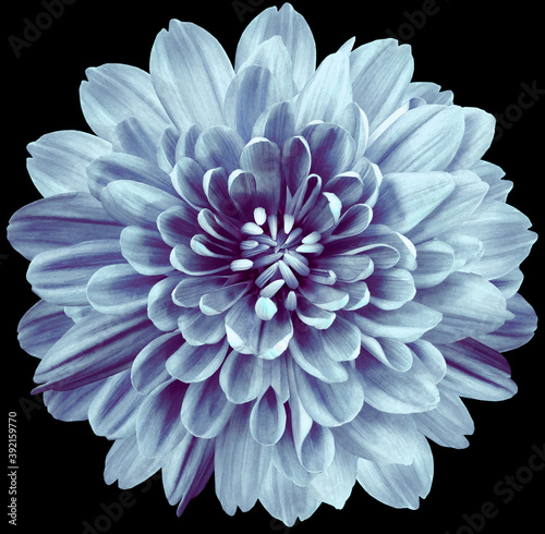 flower blue chrysanthemum . Flower isolated on the black background. No shadows with clipping path. Close-up. Nature. © nadezhda F
