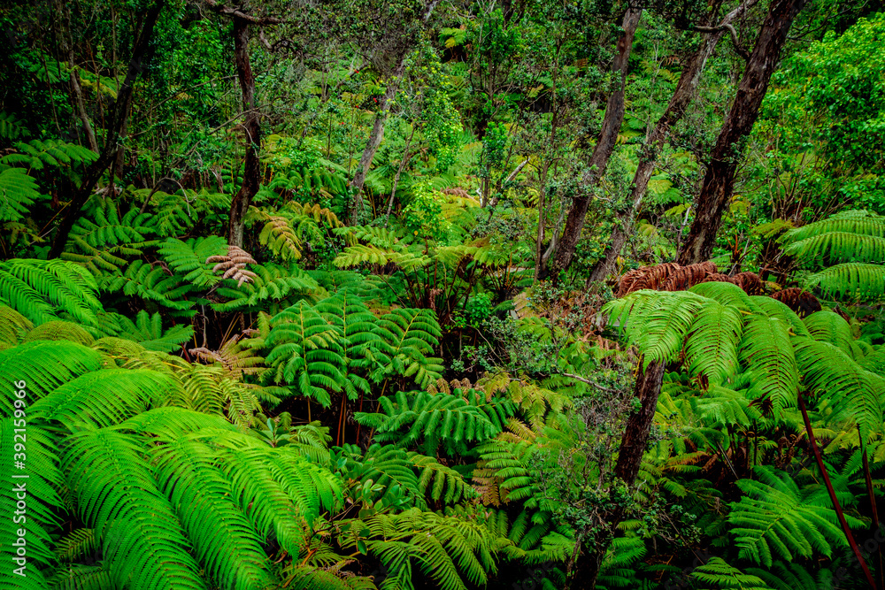 Fototapeta premium ferns in tropical jungle