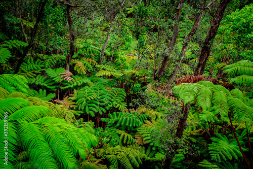 ferns in tropical jungle