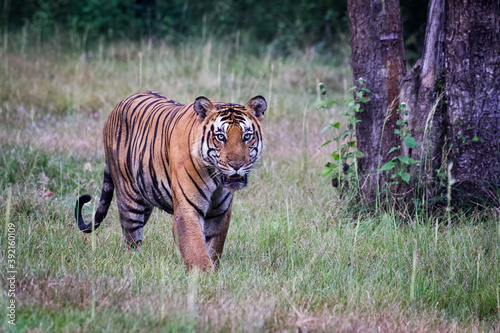 Big cats in the wild of India