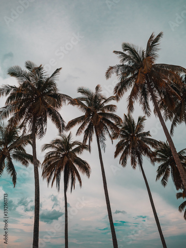 silhouette of coconut palm tree on tropical beach. island travel concept. copy space provided. 