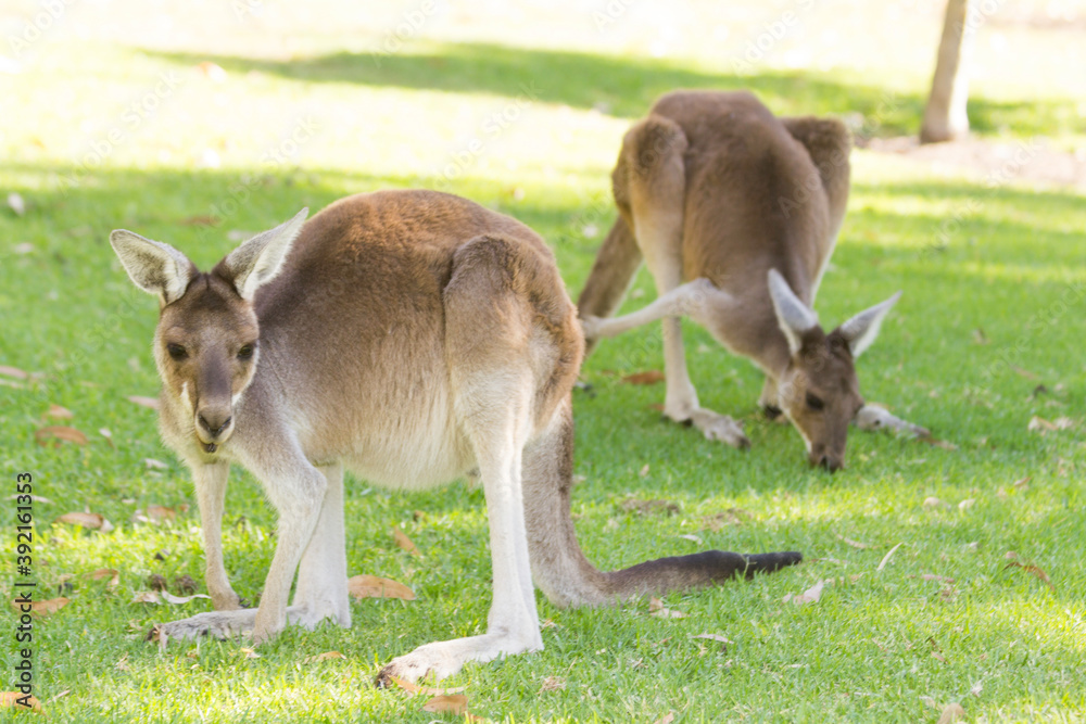 Couple of beautiful kangaroo standing in alert position Perth, Western Australia, Australia Couple of beautiful kangaroo standing in alert position Perth, Western Australia, Australia