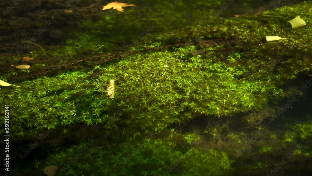 Algae waving under clear water streaming with yellow leaves floating at sunshine Algae waving under clear water streaming with yellow leaves floating at sunshine