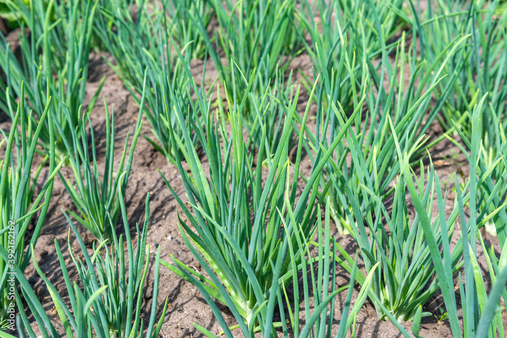 Feathers of green onions growing on a bed in the soil. growing vegetables on an organic farm Feathers of green onions growing on a bed in the soil. growing vegetables on an organic farm
