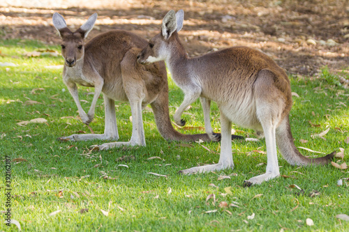 Couple of beautiful kangaroo standing in alert position Perth, Western Australia, Australia