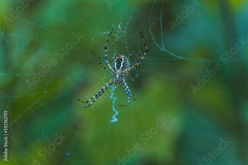 Spider (Trichonephila clavipes) in its golden cobweb found in central mexico