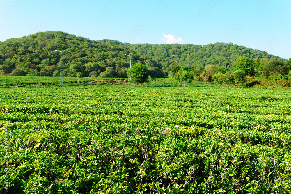 green tea bushes with small leaves grow on large plantation. Concept environment, agriculture
