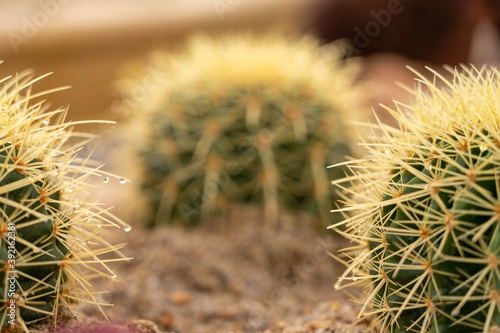 blurred image subject of cactus
