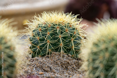 close up cactus with blurred background.