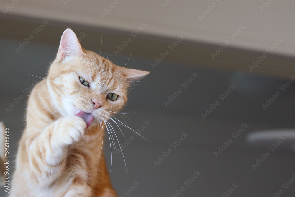 手をグルーミングしている猫アメリカンショートヘアレッドタビー American Shorthair Cat With Grooming Hands Stock Photo Adobe Stock 手をグルーミングしている猫アメリカンショートヘアレッドタビー American Shorthair Cat With Grooming Hands Stock Photo Adobe Stock