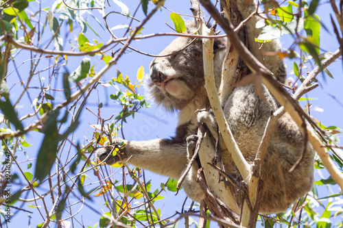 Koala eating eucalyptus in tree. Melbourne, Victoria, Australia.