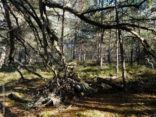 Beautiful forest landscape with lots of trees in Stilo, Poland photo