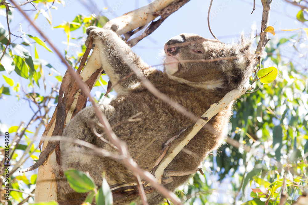 Obraz premium Koala eating eucalyptus in tree. Melbourne, Victoria, Australia.