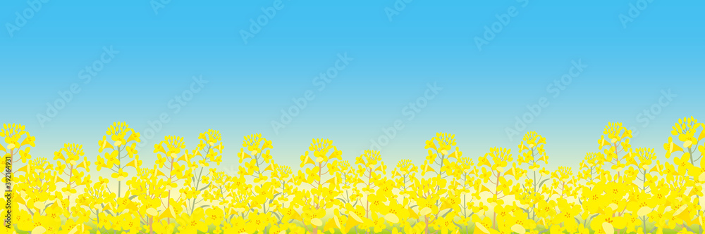 春 背景 菜の花 イラスト Vektornyj Obekt Stock Adobe Stock