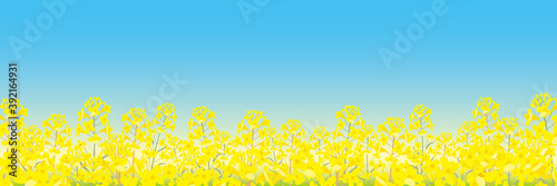春　背景　菜の花　イラスト