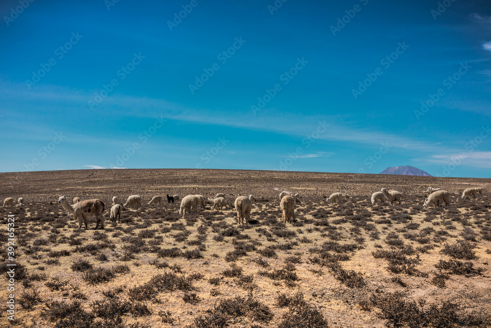 Fototapeta premium Beautiful shot of alpacas walking in desert