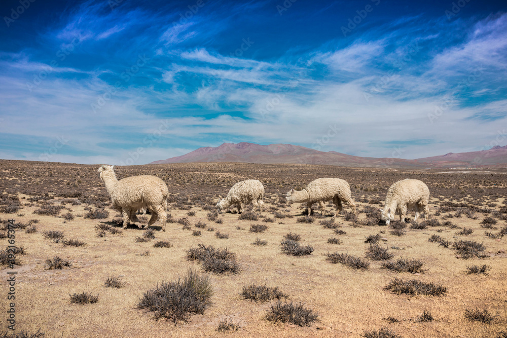Fototapeta premium Beautiful shot of alpacas walking in desert
