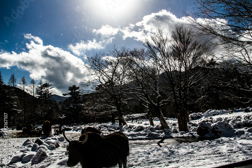 Goats at Fuji Safari Park in the snow._01 photo