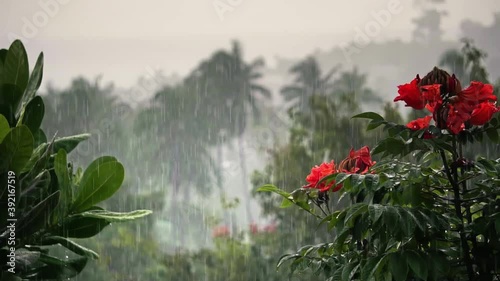 Rainfall over palm trees, red flowers, sea and mountain on a tropical island. Slow motion. 	