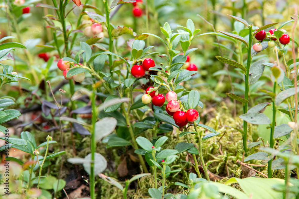 Bright red lingonberry or cranberry berries on bushes with green leaves, selective focus, natural bokeh