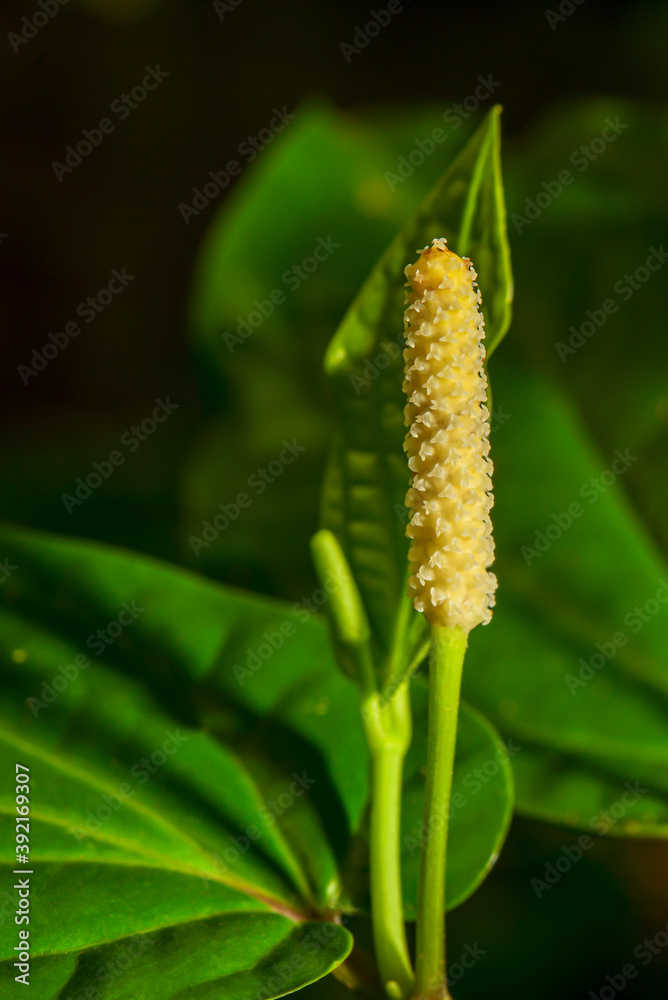 Obraz premium long pepper on tree